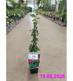 Hedera helix 'Green Ripple' RP 1,6 L